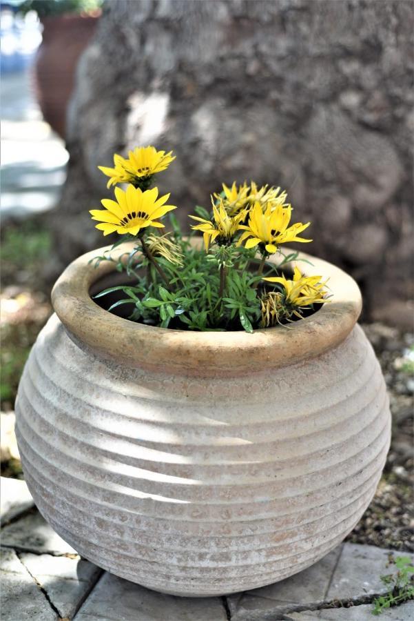 Marianna Appartaments Plataria Ngoại thất bức ảnh